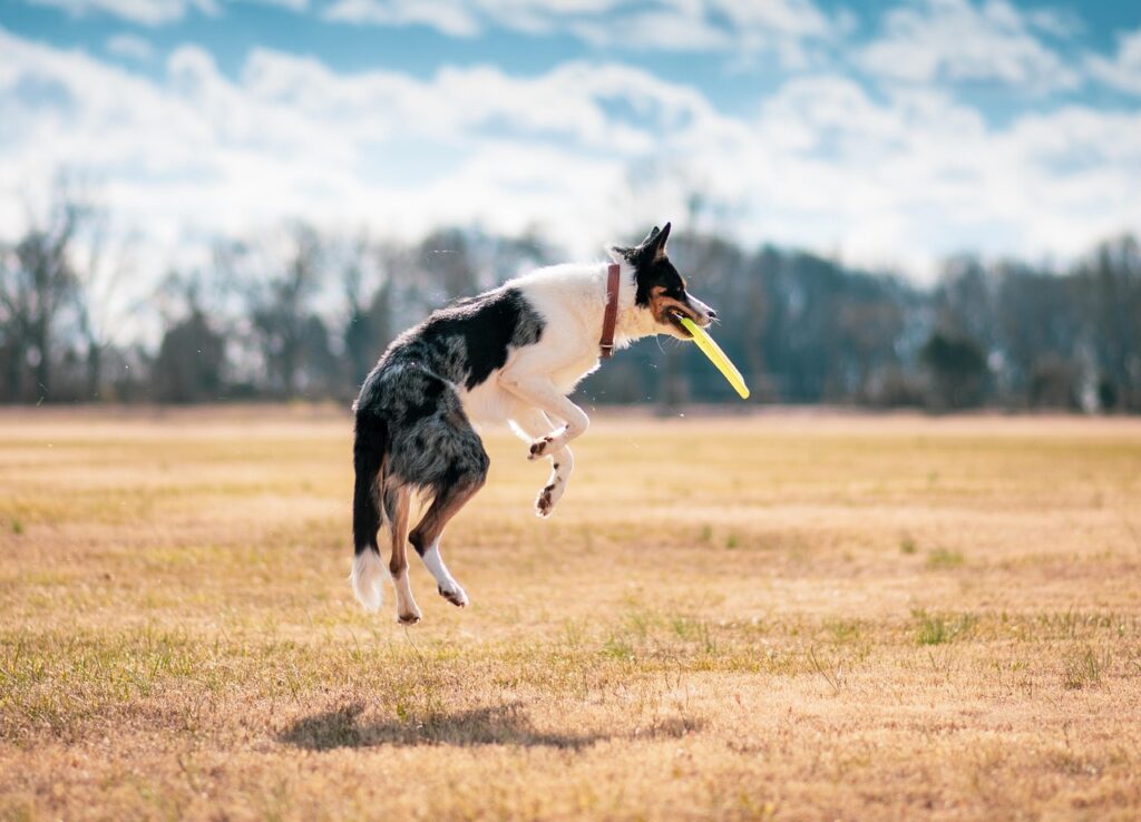 dog, fetch, disc, catch, play, frisbee, jump, pet, animal, canine, portrait, nature, outdoors
