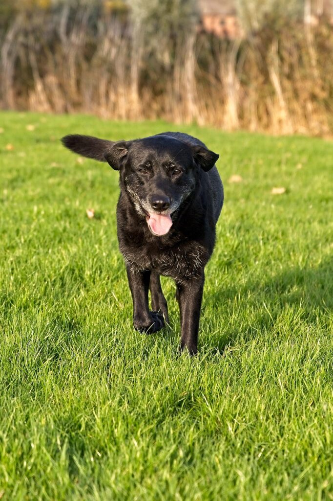 labrador, dog, black, pet, animal, nature, animals, dogs, retriever, senior, gray