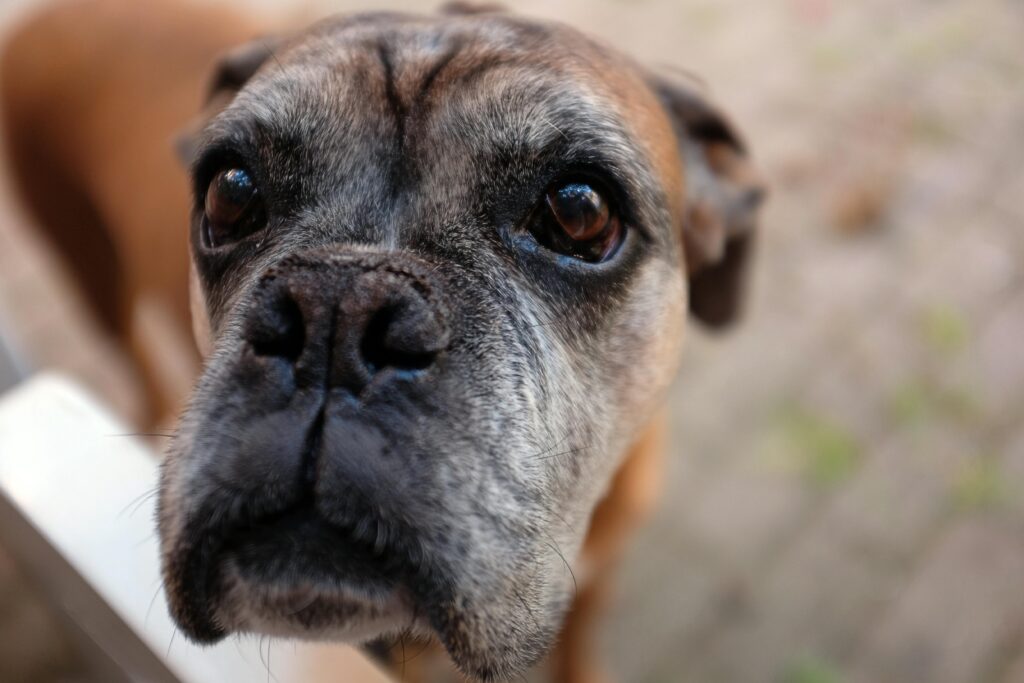 A close-up of a curious boxer dog with soulful eyes capturing its playful personality.