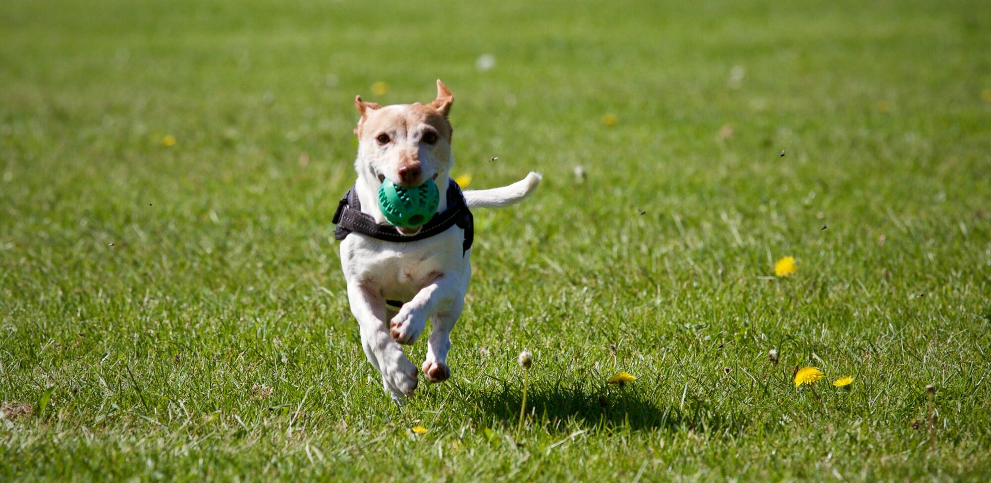 A cute dog joyfully running with a ball in a grassy field, exuding playful energy.